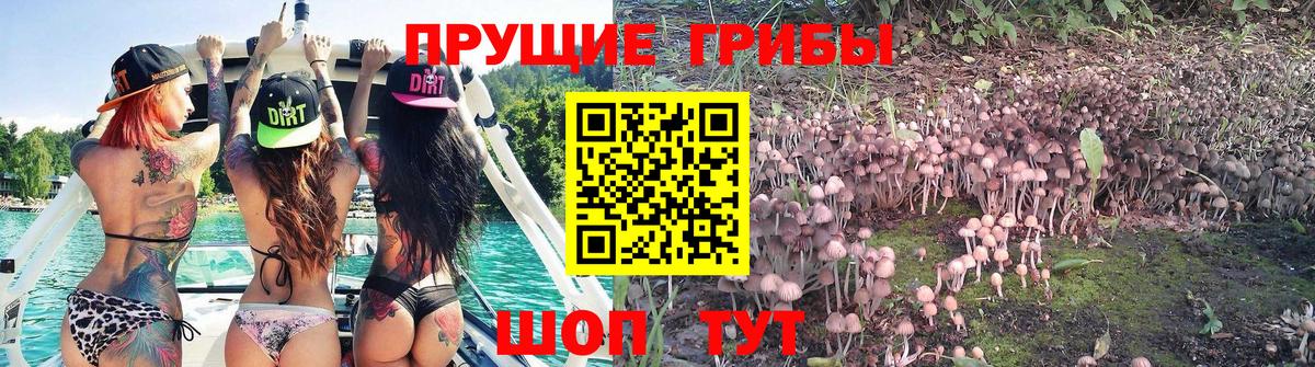 Кореновск  Галлюциногенные грибы прущие грибы  Вход с VPN  Псилоцибиновые грибы мицелий 